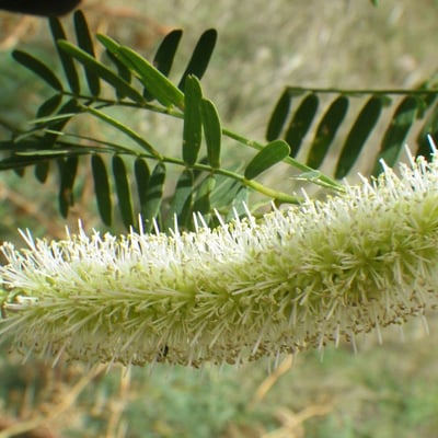 Prosopis juliflora — flower