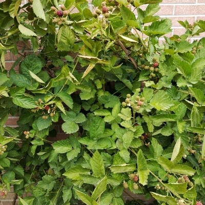 Rubus franconicus — leaf