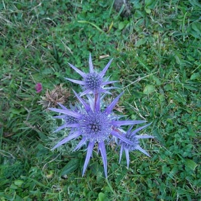 Eryngium planum — flower