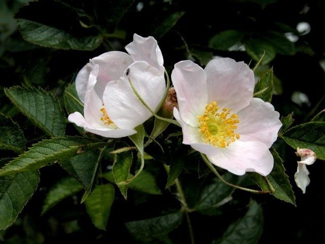 Rosa inodora