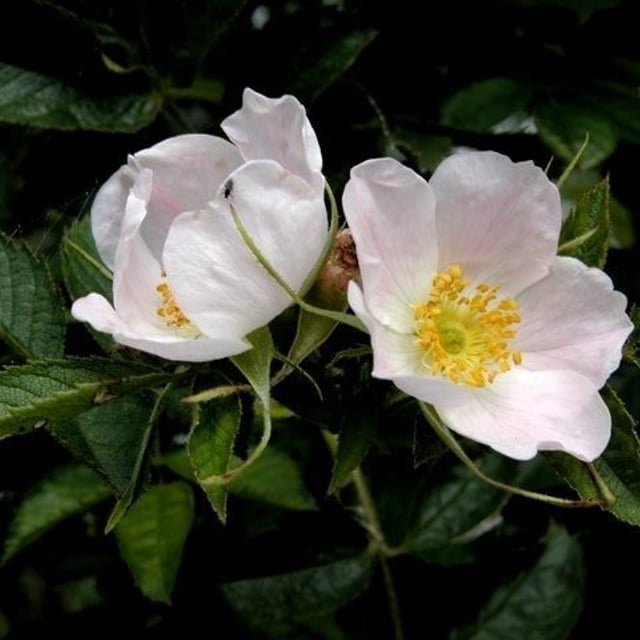 Rosa inodora — flower
