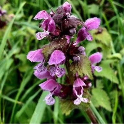 Lamium maculatum — flower