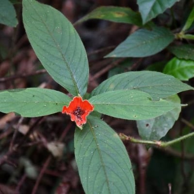 Palicourea tomentosa — flower