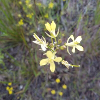 Sisymbrium altissimum — flower