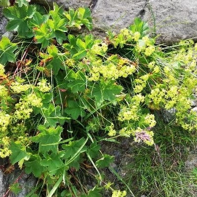 Alchemilla glabra — flower