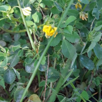 Medicago rigidula — flower