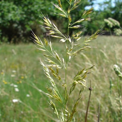 Trisetum flavescens — flower