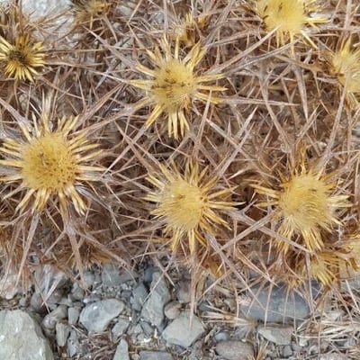 Carlina corymbosa — flower