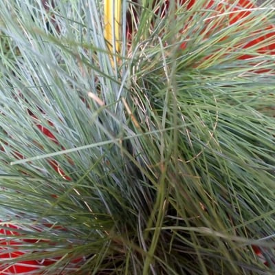 Festuca valesiaca — leaf