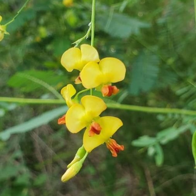 Sesbania herbacea — flower