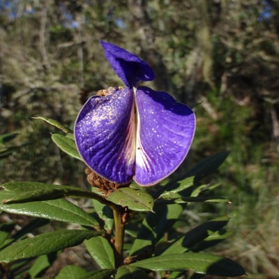 Periandra mediterranea — flower