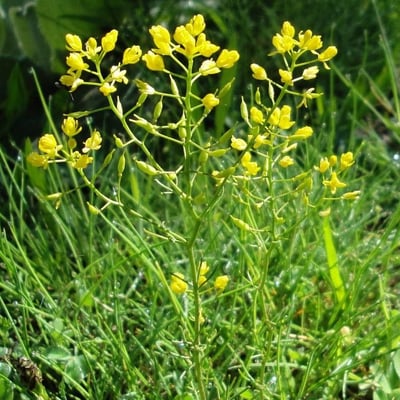 Rorippa amphibia — flower
