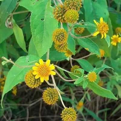 Viguiera dentata — flower