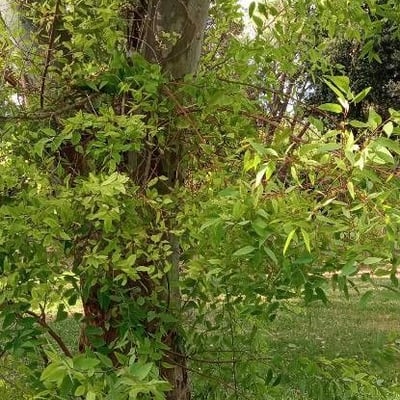 Eucalyptus obliqua — leaf