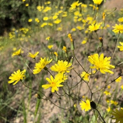 Crepis tectorum — flower