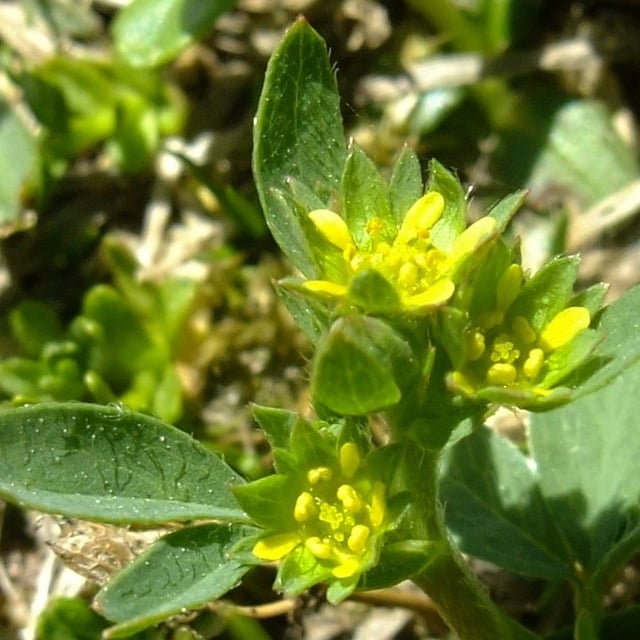 Sibbaldia procumbens — flower