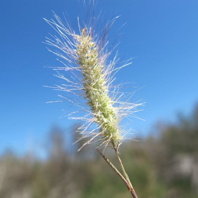 Polypogon maritimus — flower