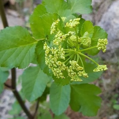 Smyrnium olusatrum — flower