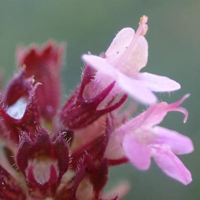 Thymus pulegioides — flower