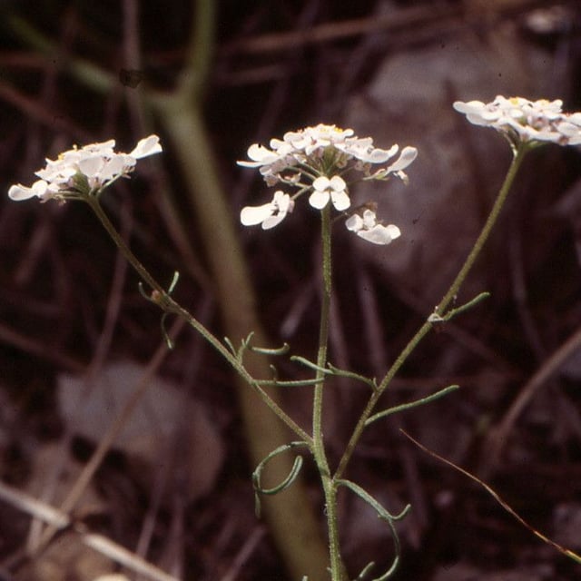 Iberis pinnata — flower