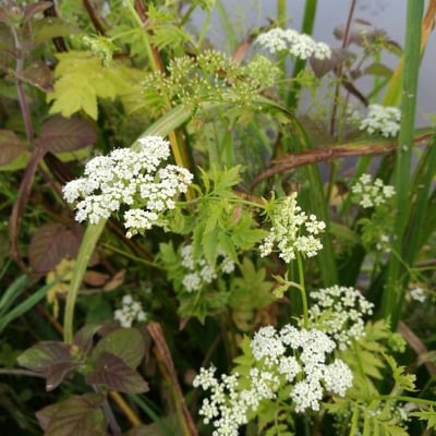 Berula erecta — flower