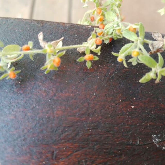 Galium hypocarpium — flower