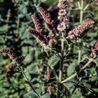 Mentha × villosa — flower