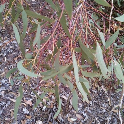 Eucalyptus microcarpa — leaf