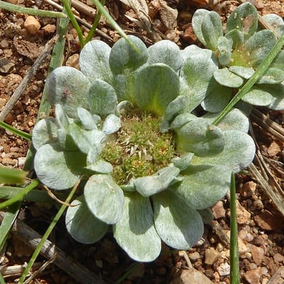 Filago pygmaea — flower