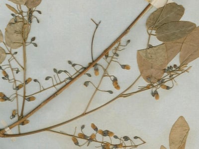 Pterocarpus lucens