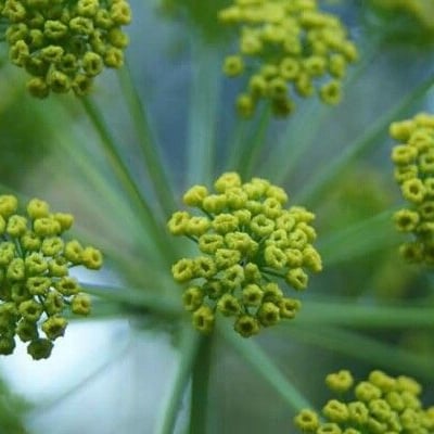 Foeniculum vulgare — flower