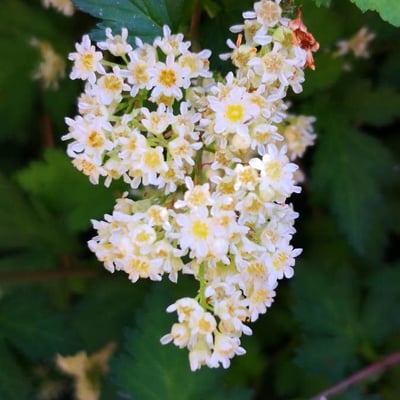 Neillia incisa — flower