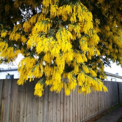 Acacia baileyana — flower