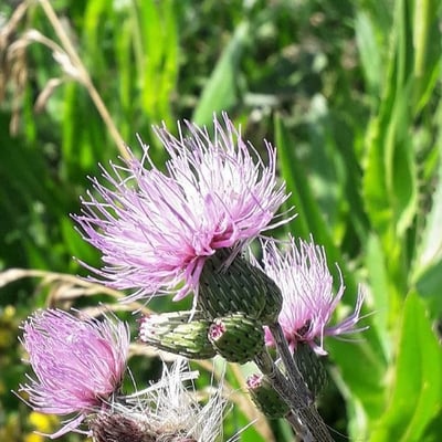 Cirsium monspessulanum — flower