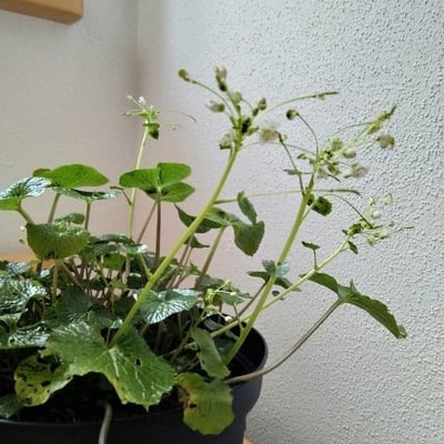 Eutrema japonicum — flower