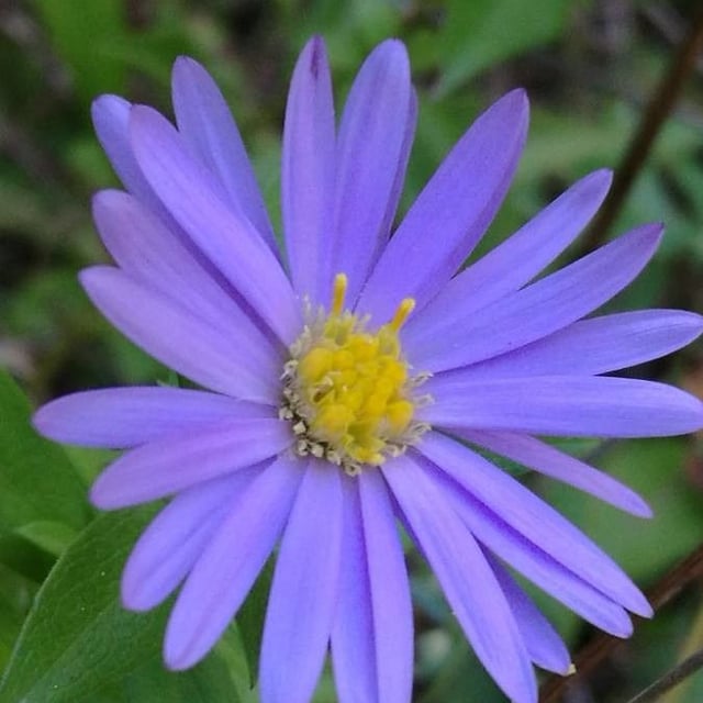 Aster amellus — flower