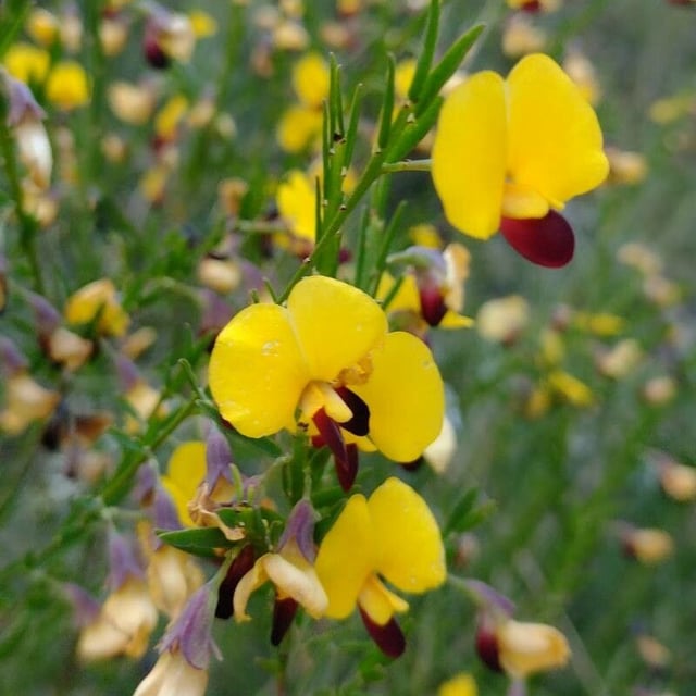 Bossiaea heterophylla — flower