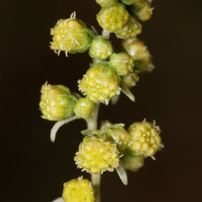 Artemisia dracunculus — flower