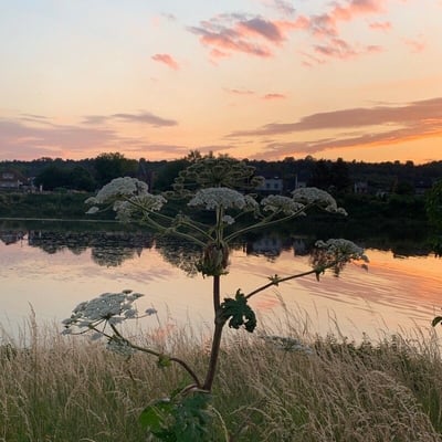 Heracleum mantegazzianum — flower