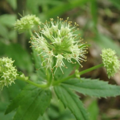 Sanicula marilandica — flower