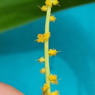 Acacia auriculiformis — flower