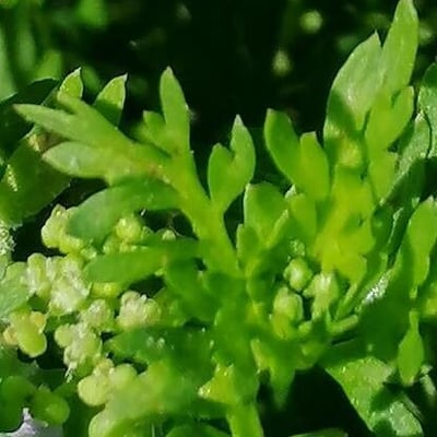 Lepidium didymum — flower
