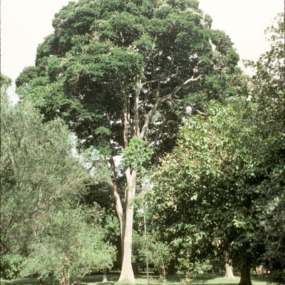 Hymenaea verrucosa — habit