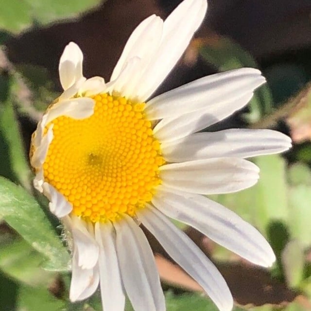 Leucanthemum pallens — flower