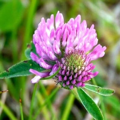 Trifolium alpestre — flower