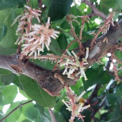 Ceratonia siliqua — flower