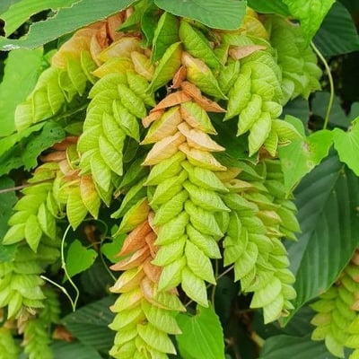 Flemingia strobilifera — flower