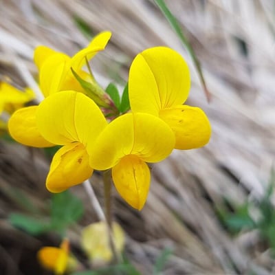 Lotus ornithopodioides — flower