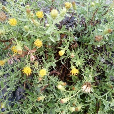Chiliadenus glutinosus — flower