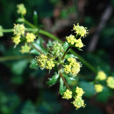 Sanicula crassicaulis — flower